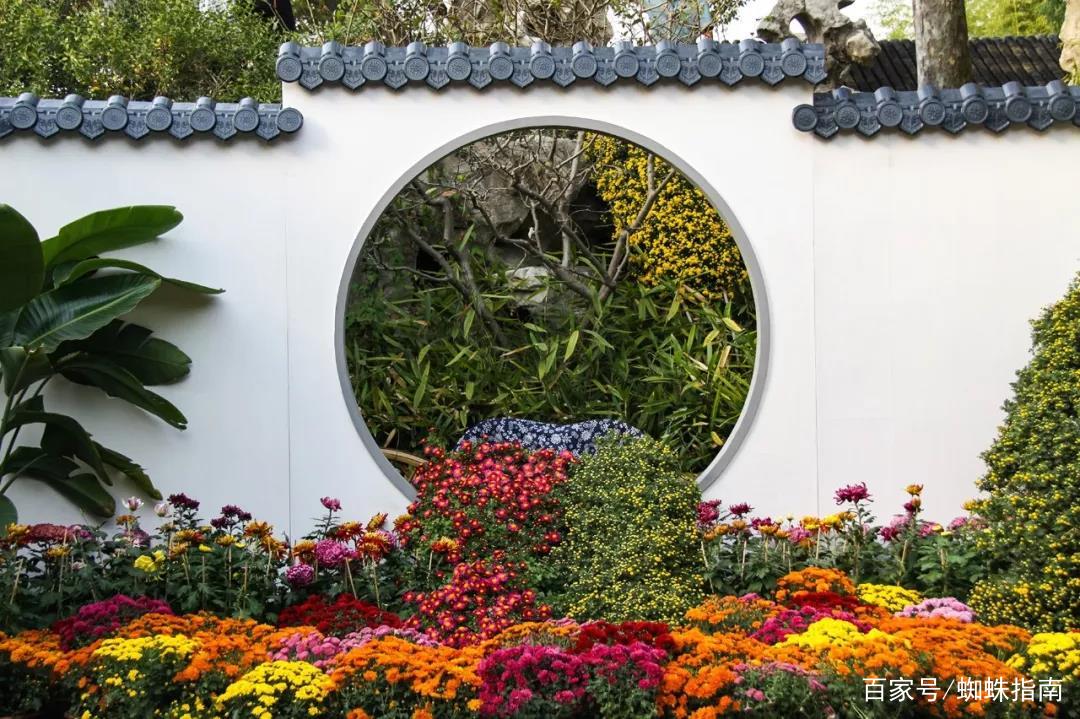 重阳节赏菊正当时，推荐国内这9个地方的赏菊好去处，沉浸式赏花