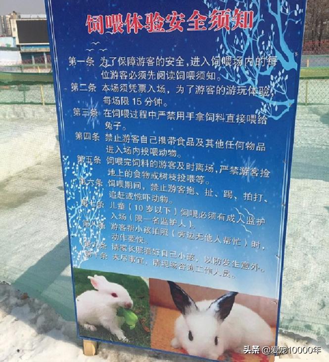 雪地养兔,侏儒兔冬天能户外养么