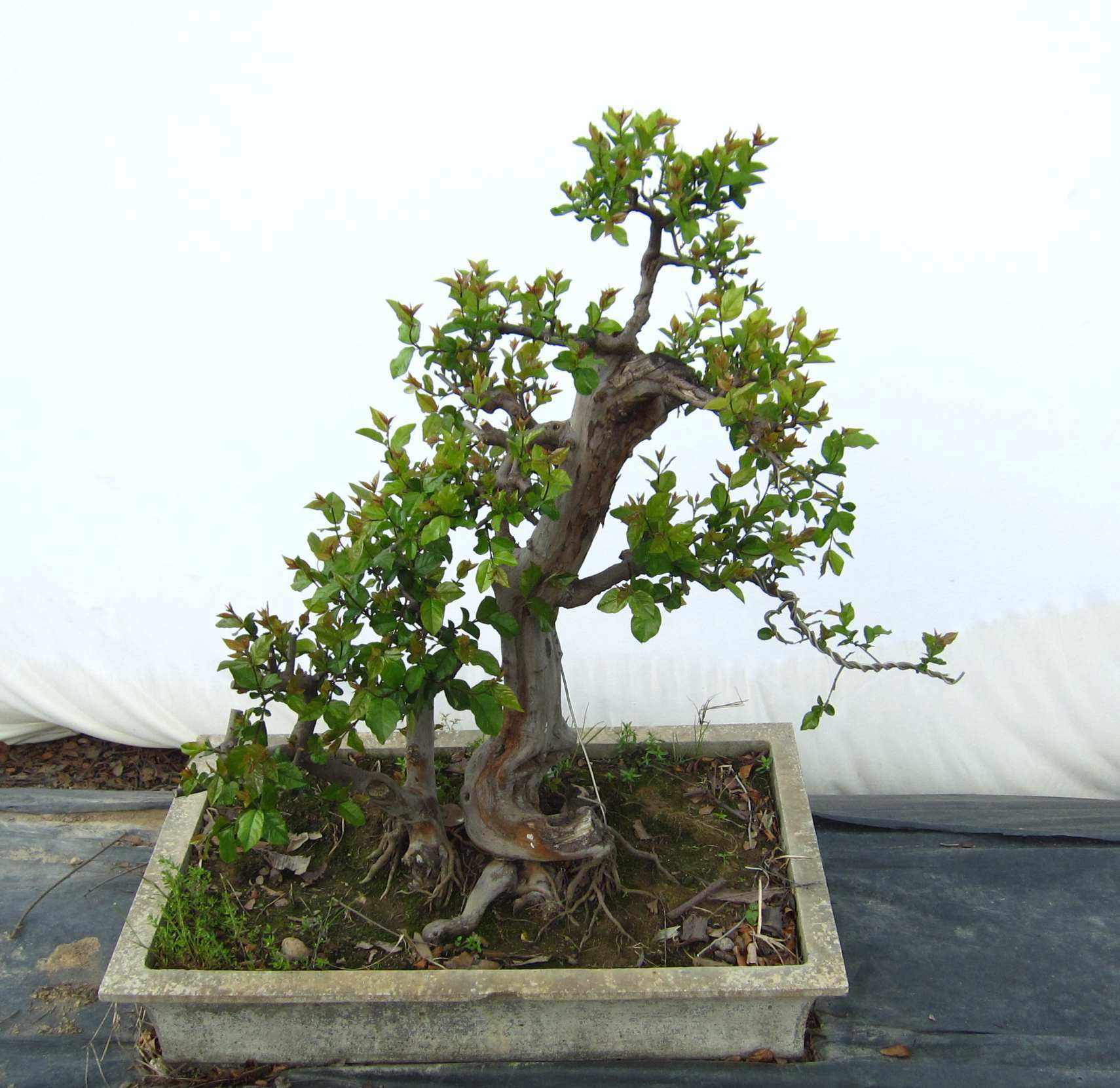 雀梅盆景养护的7大技巧方法,有关雀梅盆景养护知识