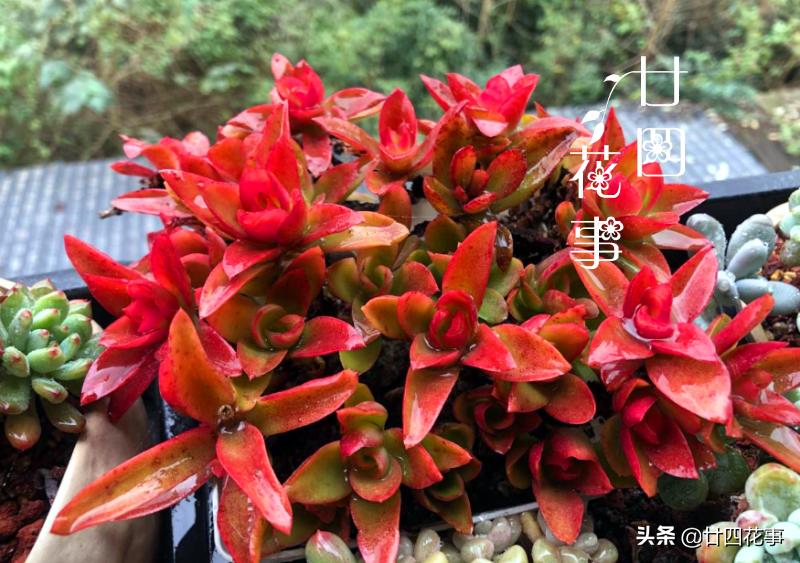 多肉植物如何上色更快呢,多肉植物不上色