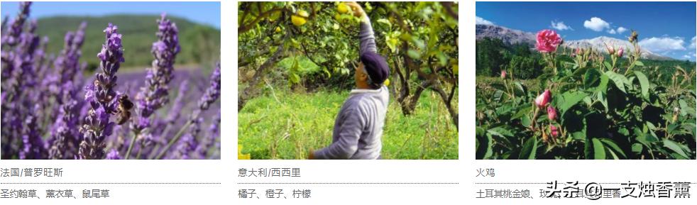 德国精油40年品牌,德国o家精油