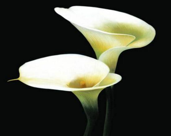 有关马蹄莲的代表含义,马蹄莲的花语与寓意是什么意思