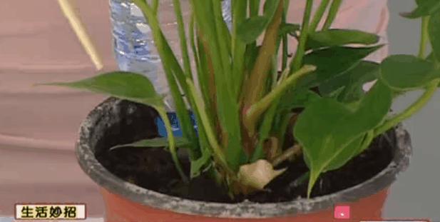 如何利用废弃的塑料瓶养花,可乐瓶养花神器