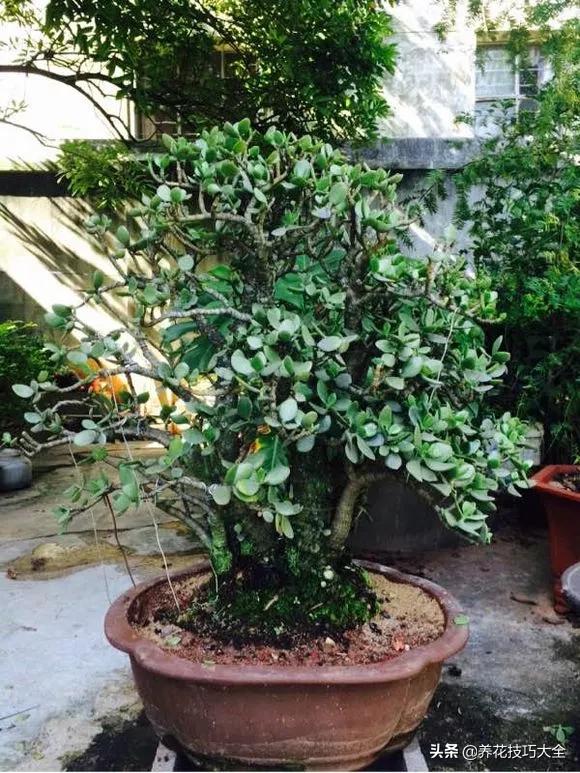 长寿花很多枝头怎么修剪变成老桩,长寿花2年了枝干长成老桩了