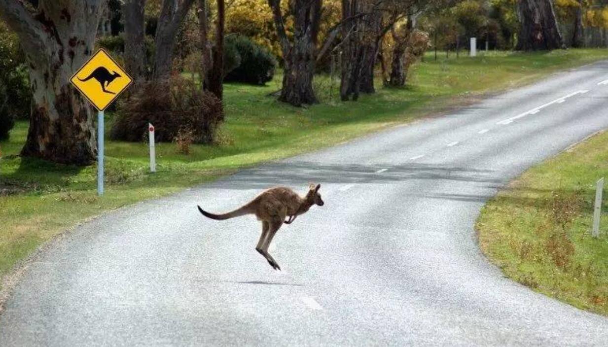 澳洲袋鼠大战,澳大利亚满大街的袋鼠