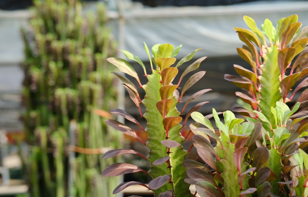 100种最毒的毒花,20种有毒的大毒花