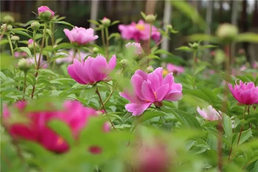 五一不能错过的花海,五一不能错过的美丽花海