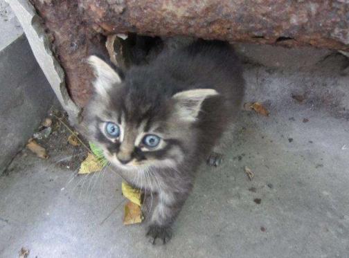 猫咪睁着眼怎么还打鼾,猫咪睁着眼睡觉是什么意思