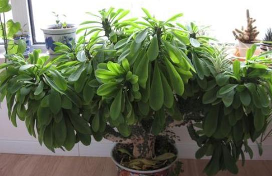 麒麟掌烂根子怎么处理才能活,麒麟掌发生烂根怎么处理