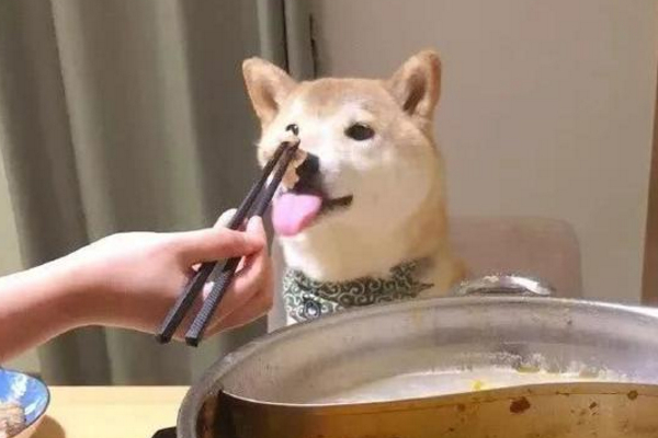 新手养柴犬的十大坏处,养柴犬要注意哪点