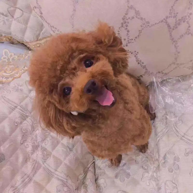 和宠物交流说什么,和宠物谈恋爱