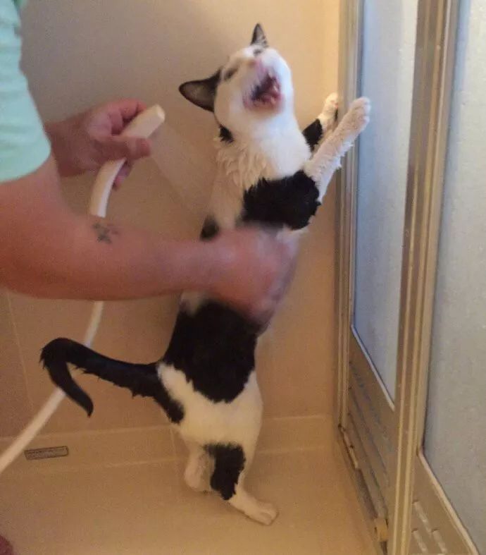 冬天给猫咪洗澡需要注意什么,鸽子冬天洗澡需要注意什么