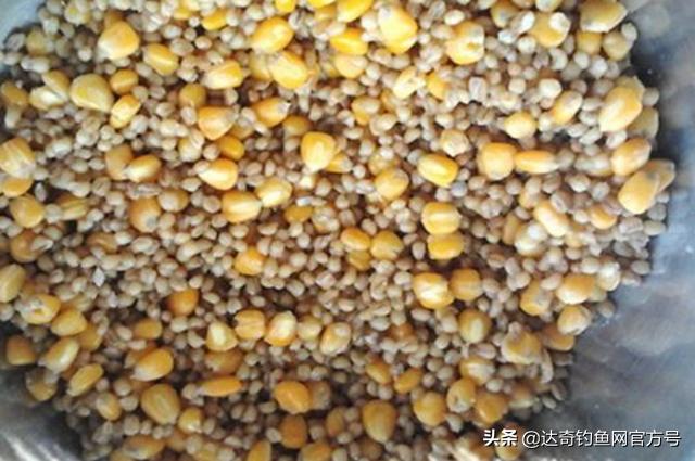 粮食窝料做不好？老钓友分享一款醇香四溢、专钓大鱼的窝料泡法