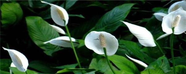 一帆风顺花发绿怎么处理,一帆风顺叶子泛黄怎么办