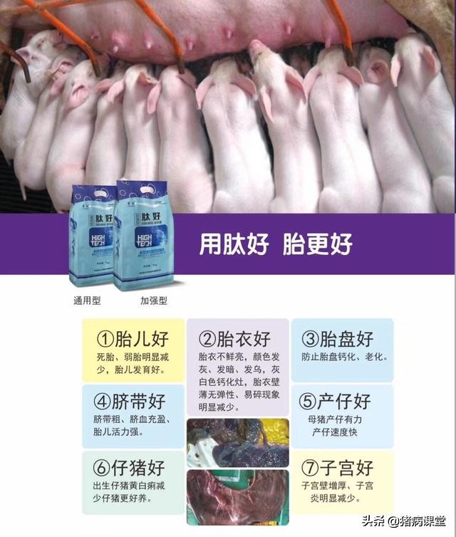 母猪下产床后瘫痪起不来怎么办,母猪瘫痪怎么治疗最快