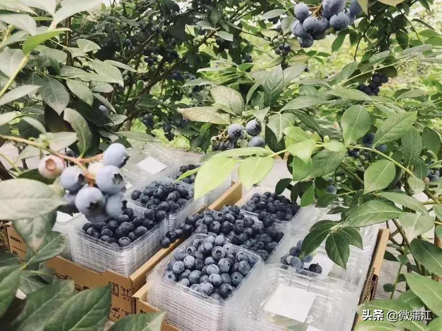 蒲江这3个景点入选,快来投票!探秘四川88个不得不去的景区评选开始啦……