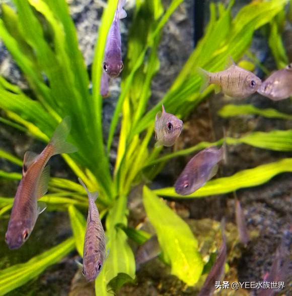 条纹小鲃成鱼发色图片,条纹小鲃发色