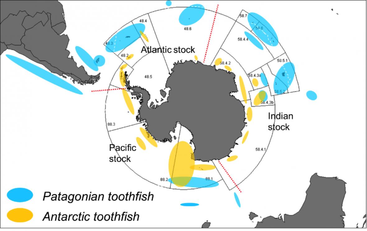 银鳕鱼智商税,银鳕鱼圈套