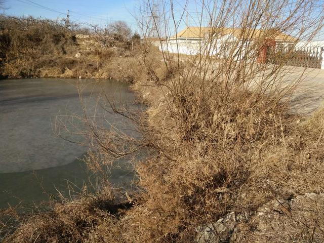 千年草籽万年鱼籽什么意思,野生池塘里的鱼