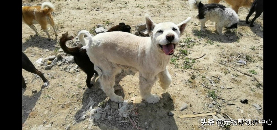 除夕,身上恶臭的萨摩耶在家门口流浪:为什么要抛弃我?