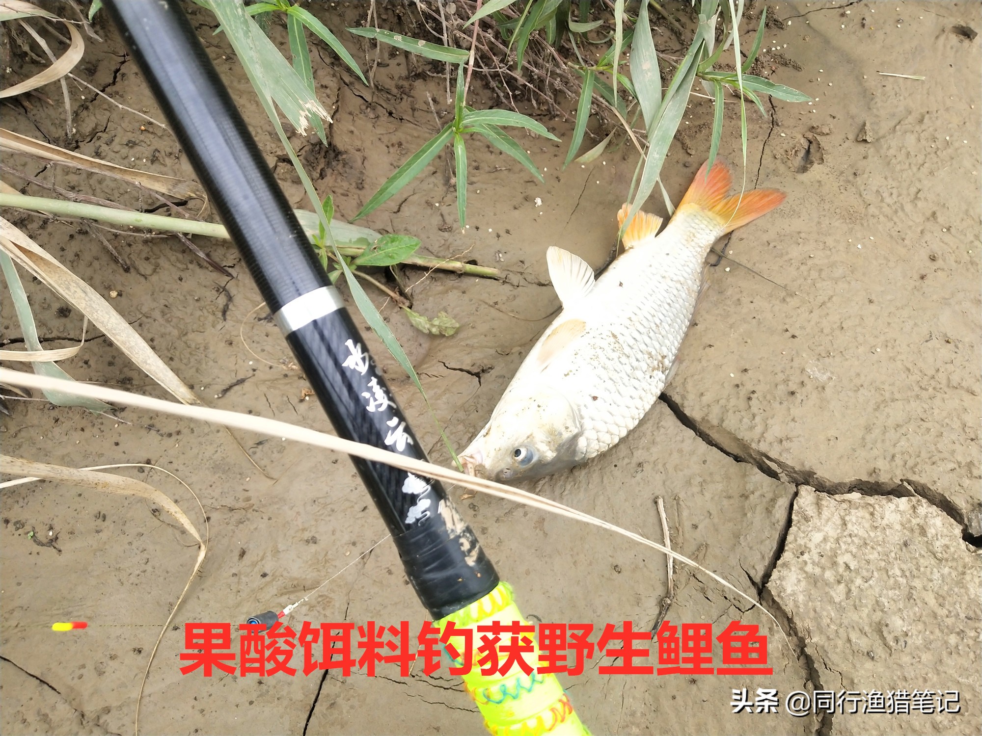 食品级果酸,果酸在鱼饵中的作用