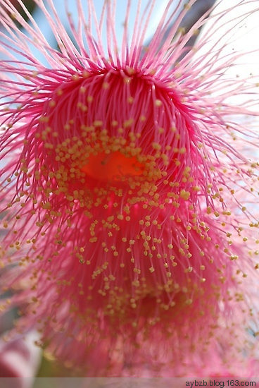 最好记的花名大全,很难得一见的花