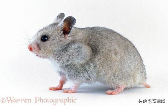 仓鼠怀孕后的注意事项,仓鼠生育注意什么事项图片