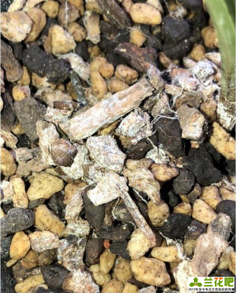 兰花植料里的虫会影响兰花吗,兰花植料起霉对兰花有影响吗