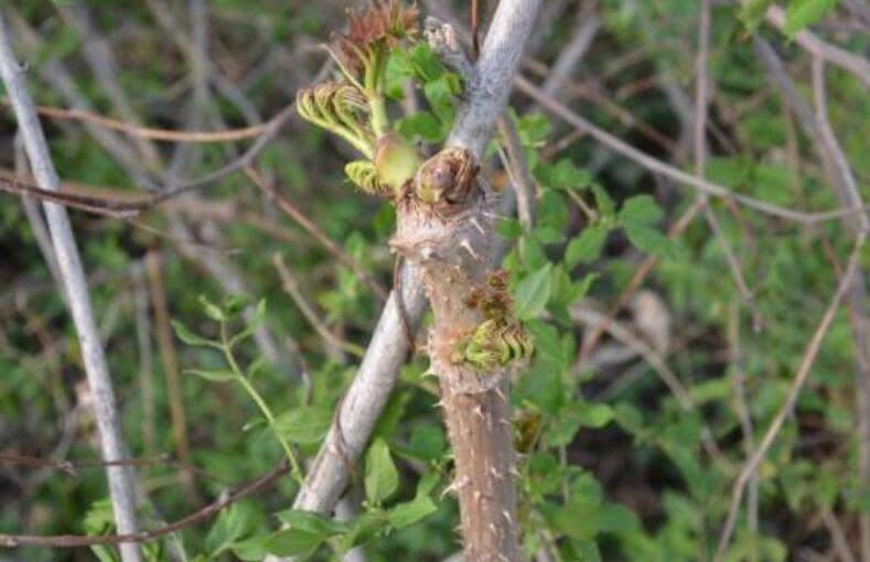 农村的野花野草哪几种可以吃,常见的野花野草却是农家之宝