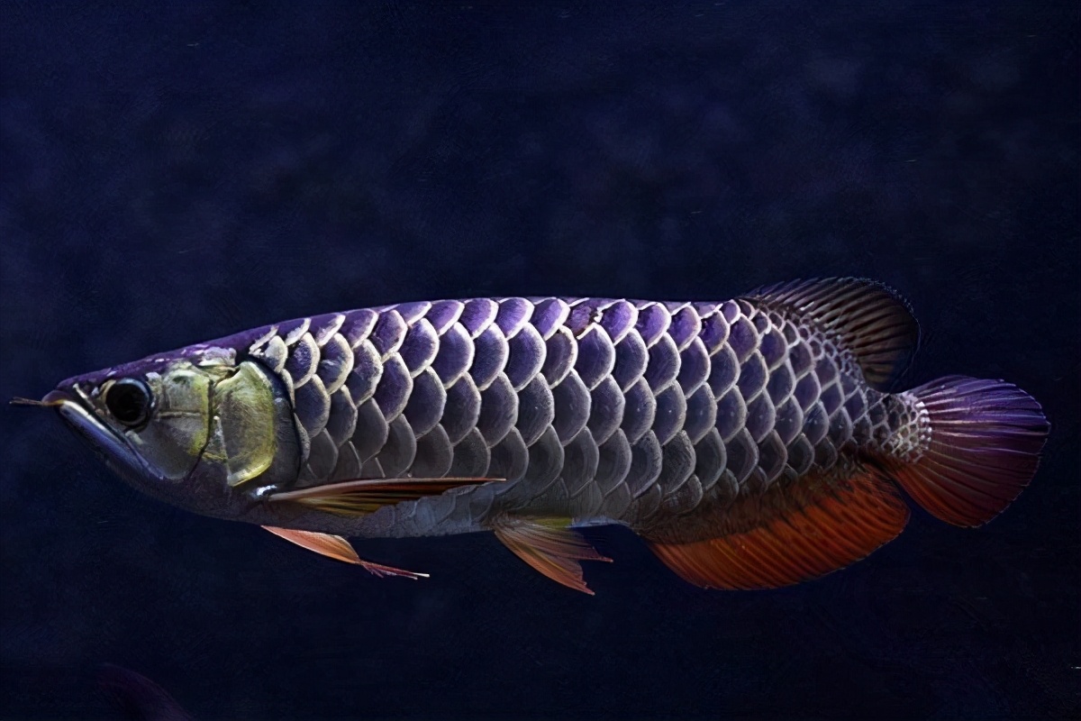 龙鱼是专业的观赏鱼吗,龙鱼为什么这么多鱼友