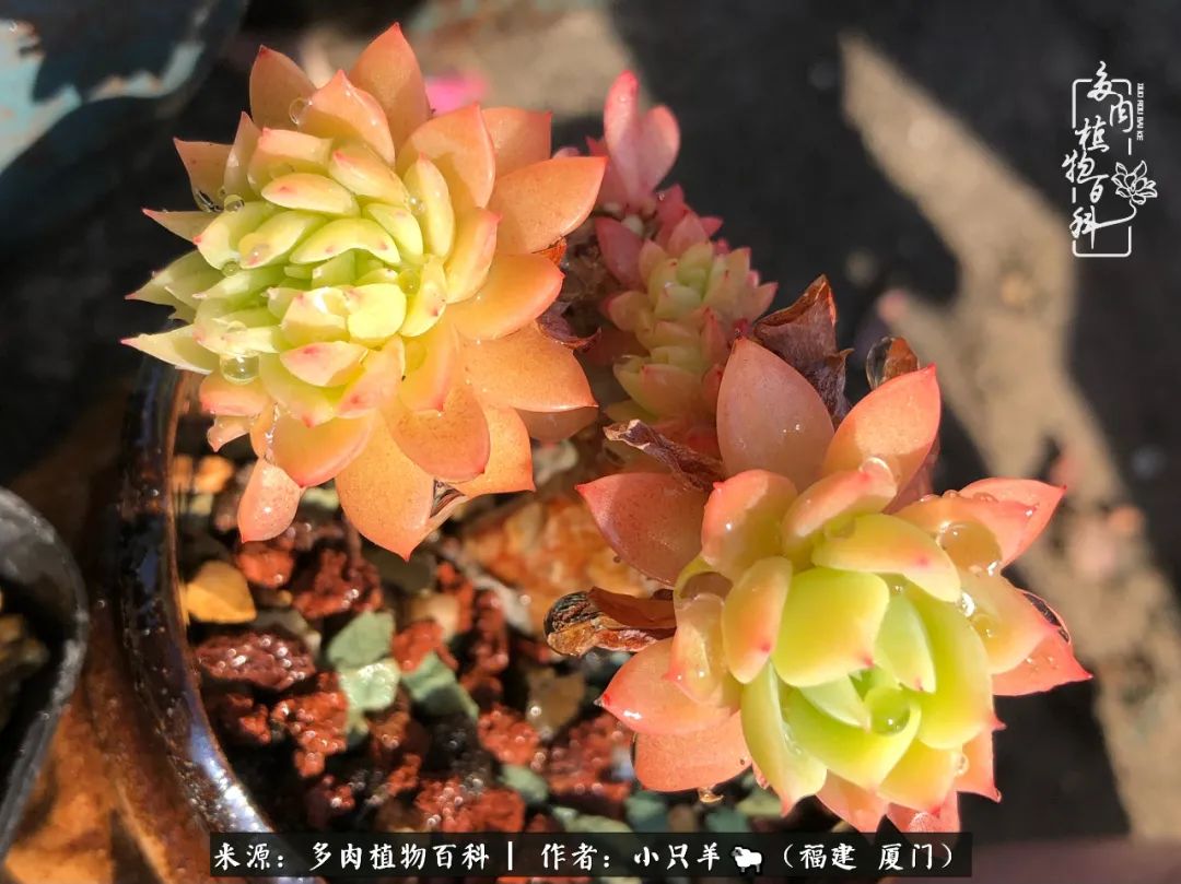 大城小爱:养多肉是个愉快的过程,种下去就有了无尽的期待