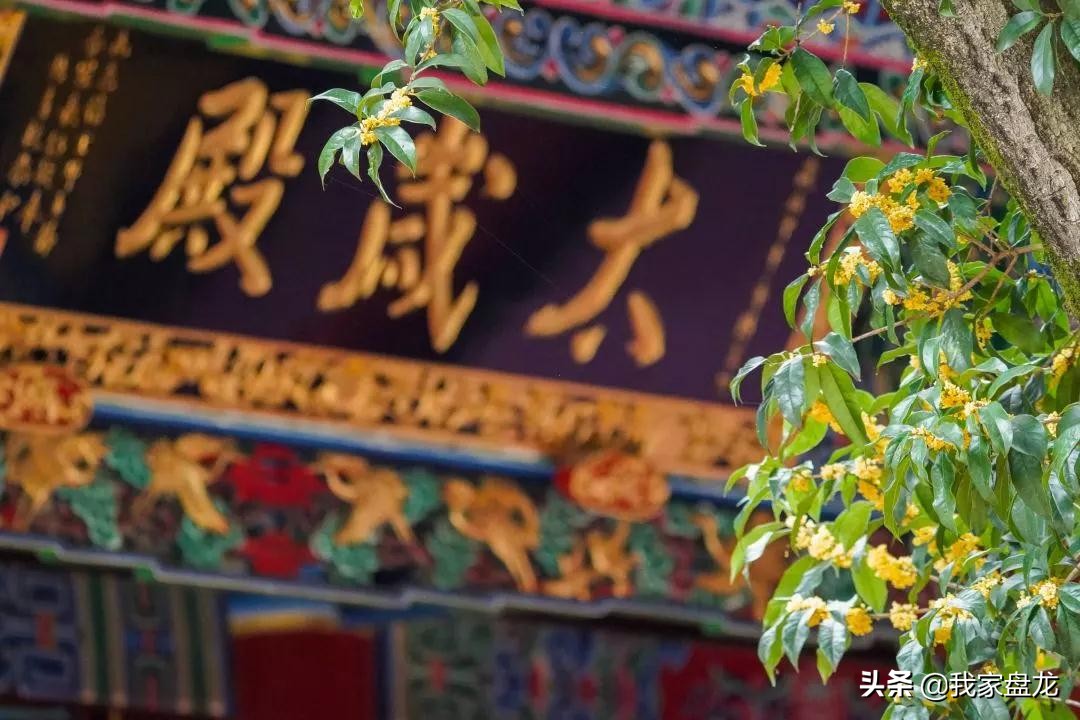 在盘龙的桂花香里，亲吻这个秋天|黑龙潭公园美图大赏