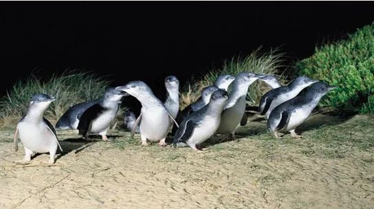 嘘！我要去澳洲了，不如一起吧