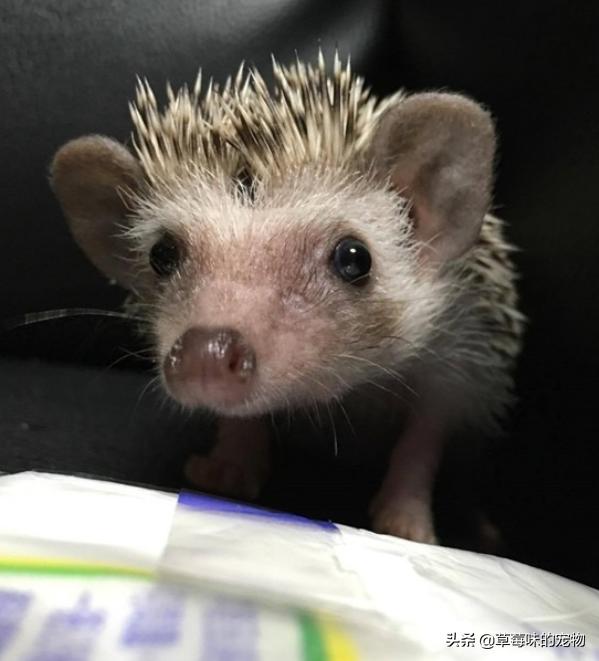 刺猬去世前兆,刺猬离世一年后