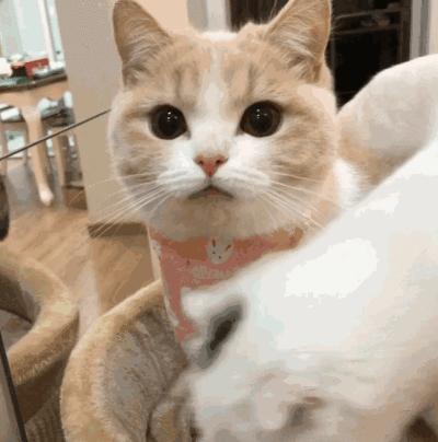 女孩儿养猫十天变秃头,养猫怎么防止得猫癣