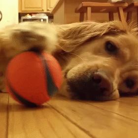 狗犬瘟后期还有救吗,我家狗这是懒到什么程度