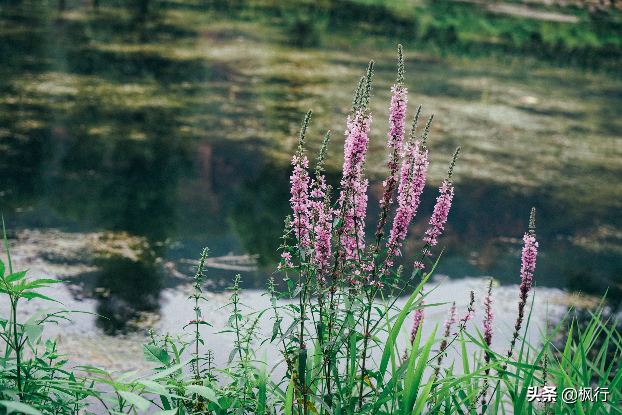 度假不逛景点适合去哪里,度假不必去远方