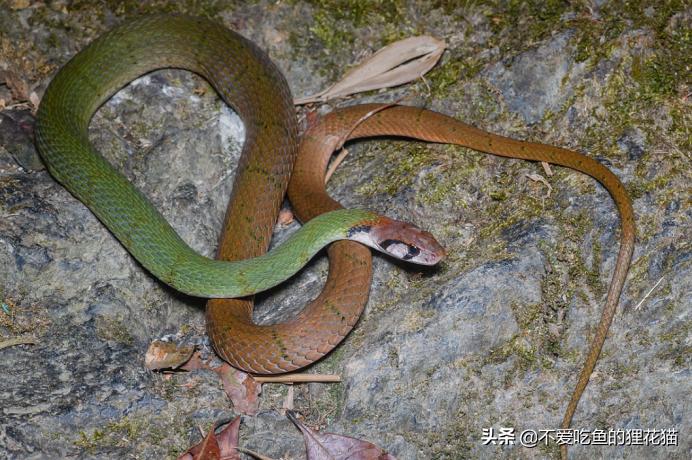 带你认识我国分布的劲槽蛇属蛇类，虎斑颈槽蛇遍布祖国大江南北