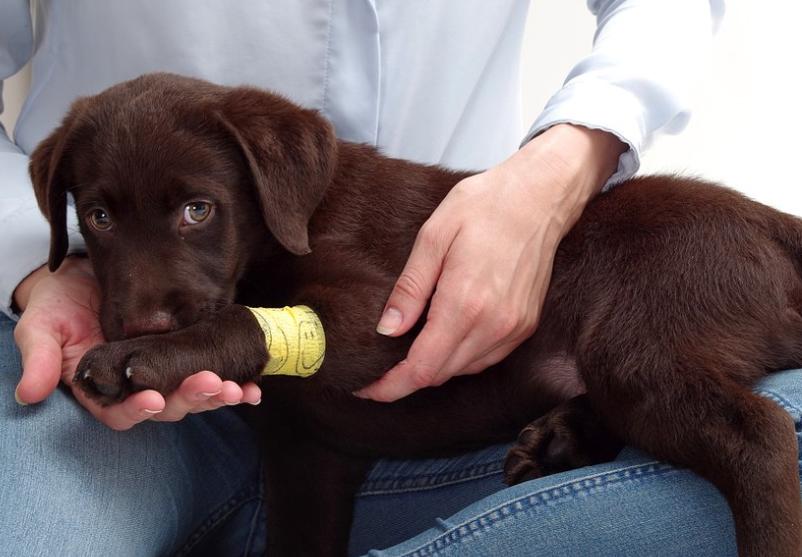 狗狗舔伤口有什么危害,为什么狗狗不能舔伤口