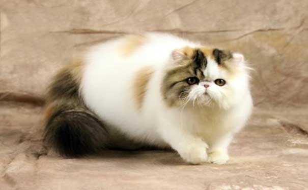 疫情期间严禁出行,疫情期间禁止出行的猫