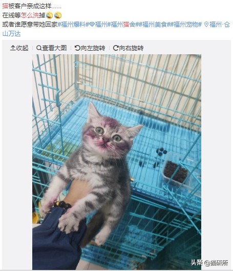 猫咪沾油怎么洗,猫咪沾满衣服怎么洗
