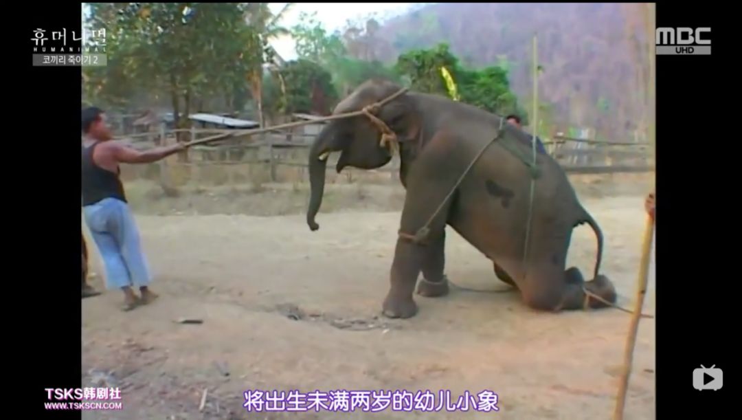 韩国寄生虫深度解析,寄生虫韩国结局