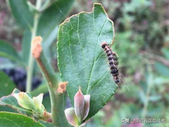 蓝莓常见虫害,蓝莓虫害及防治措施怎么写