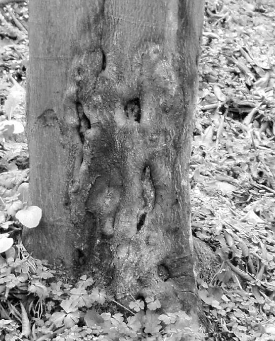 临安山野小核桃,临安高山山核桃