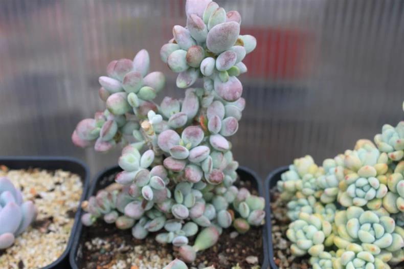 多肉用黑方盆还是白方盆,种多肉用黑方好还是白方好