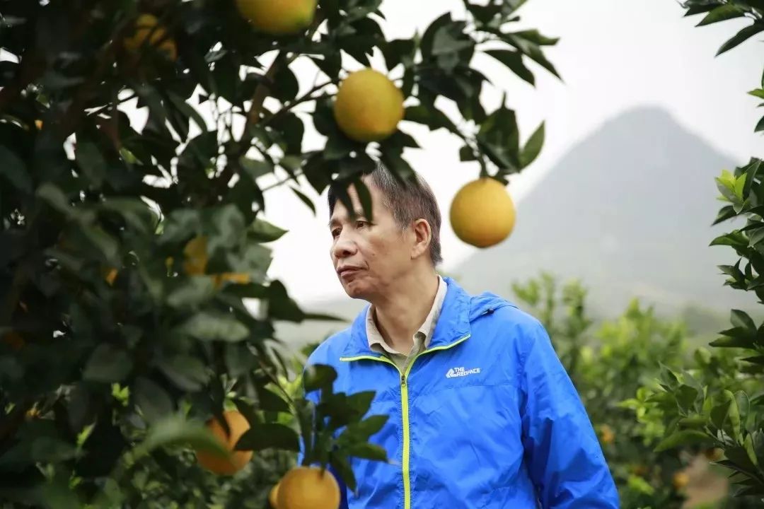 守着20000亩橙子园，他说：一年好景君需记，最是橙黄橘绿时