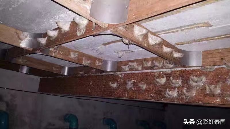 泰国即食燕窝是真的吗,泰国的燕窝是真的吗