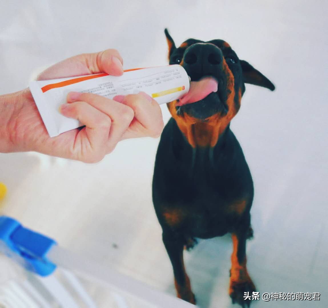 reddog红狗猫粮测评,reddog红狗鱼油美毛膏