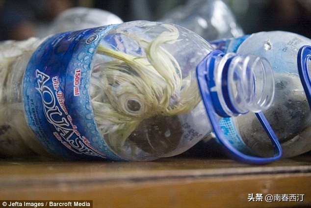 画眉鸟和鹦鹉可不可以一起饲养,画眉鸟好养一些还是鹦鹉好养