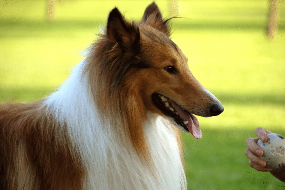 被小区不拴绳子的狗吓到了怎么办,孩子在小区内被未牵绳的狗追咬